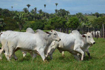 João Eustáquio De Almeida Junior explica como a pecuária de precisão está transformando a produção rural e ganhando cada vez mais espaço no Brasil.