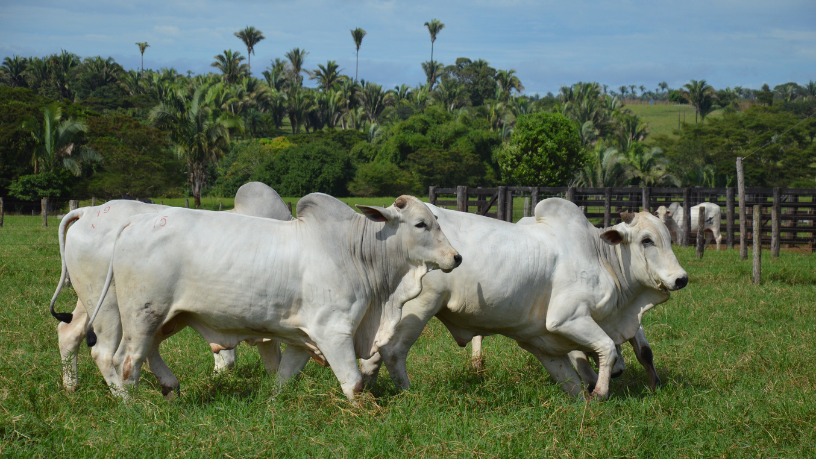 João Eustáquio De Almeida Junior explica como a pecuária de precisão está transformando a produção rural e ganhando cada vez mais espaço no Brasil.