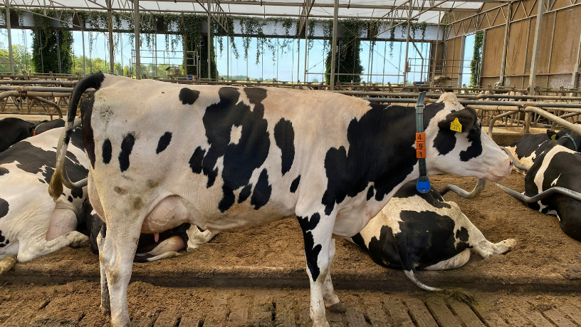 Com a visão de João Eustáquio De Almeida Junior, entenda o que é pecuária de precisão e por que esse conceito se consolida como tendência no agronegócio brasileiro.